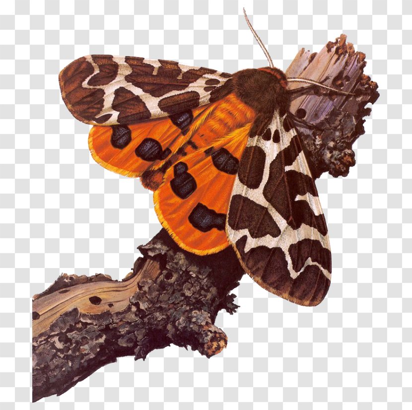 Garden Tiger Moth Butterfly Art Transparent PNG