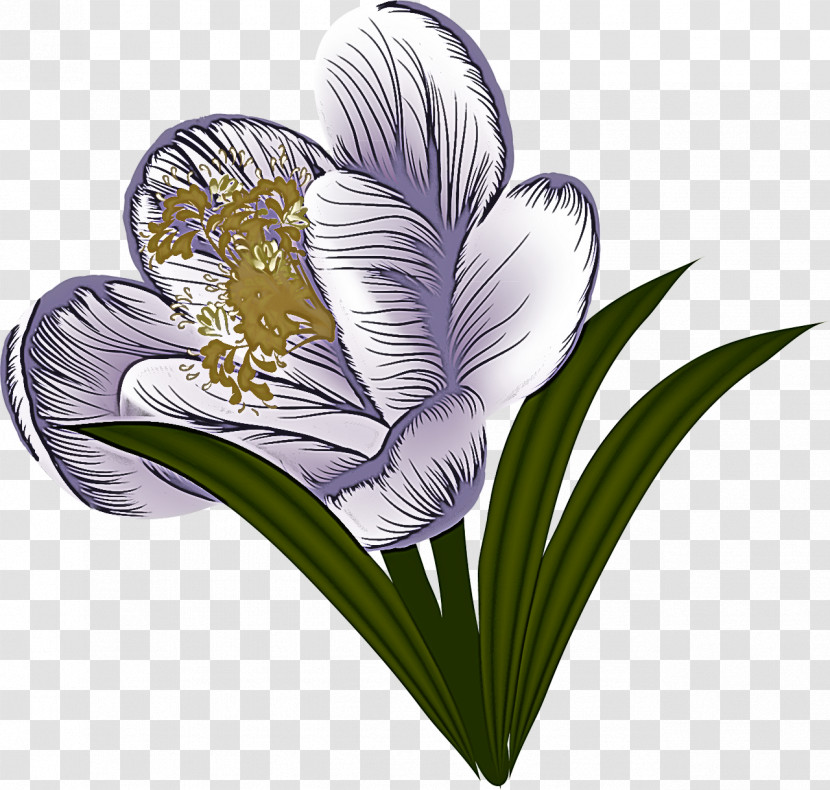 Flower Plant Violet Petal Heart Transparent PNG