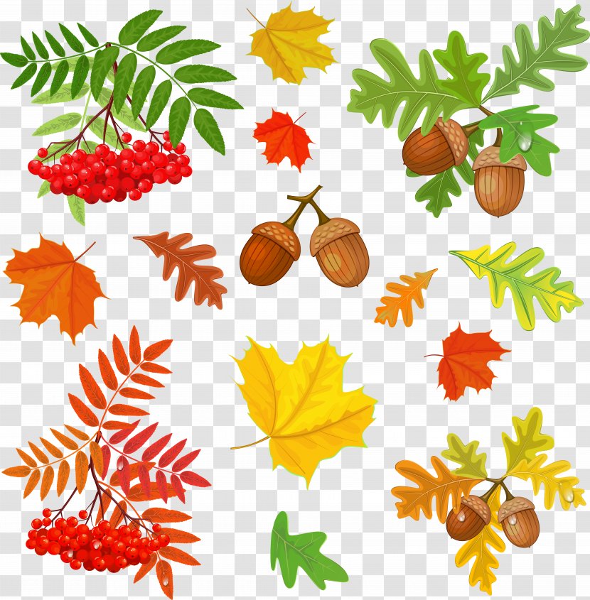 Drawing Photography - Flower - Autumn Leaves Transparent PNG