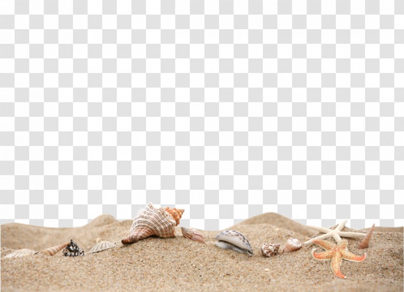 Curriculum Vitae Document File Format Icon - Sea - Beach Sand Material Transparent PNG