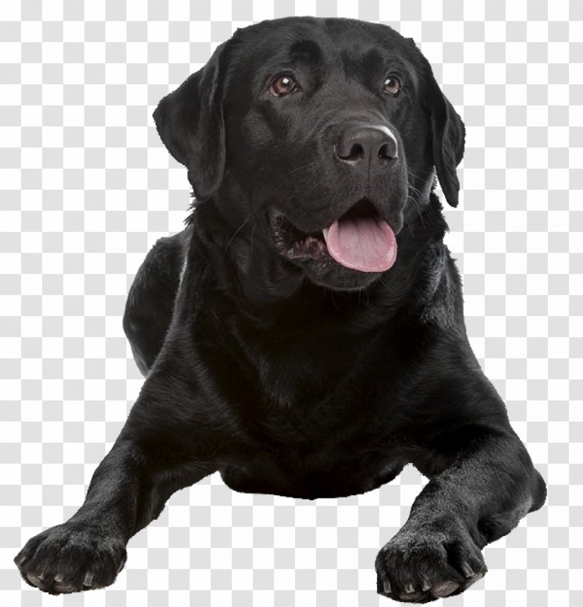 Labrador Retriever Flat-Coated Dog Breed Shar Pei Companion - Puppy Transparent PNG