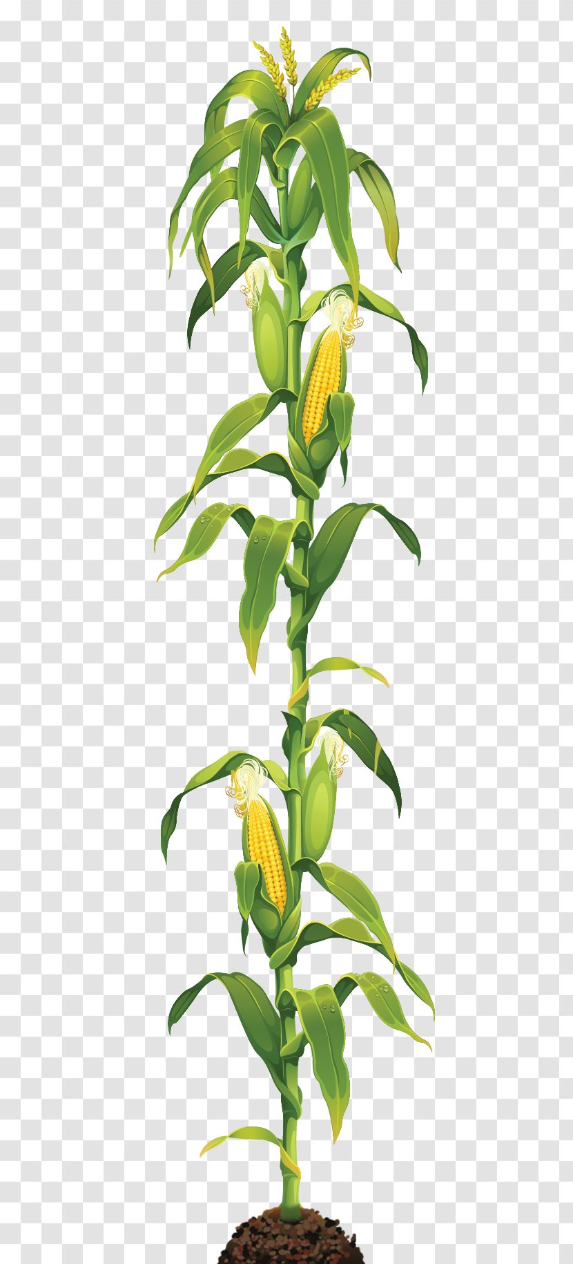 Corn On The Cob Maize Caramel Clip Art - Branch - Plant Transparent PNG