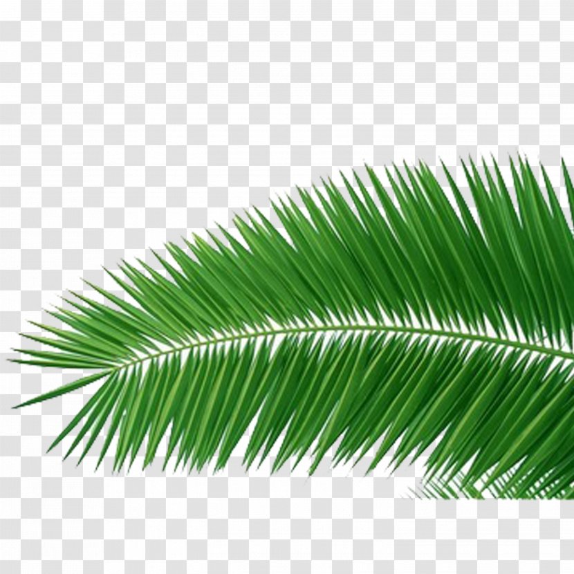 Coconut Arecaceae Clip Art - Grass Transparent PNG