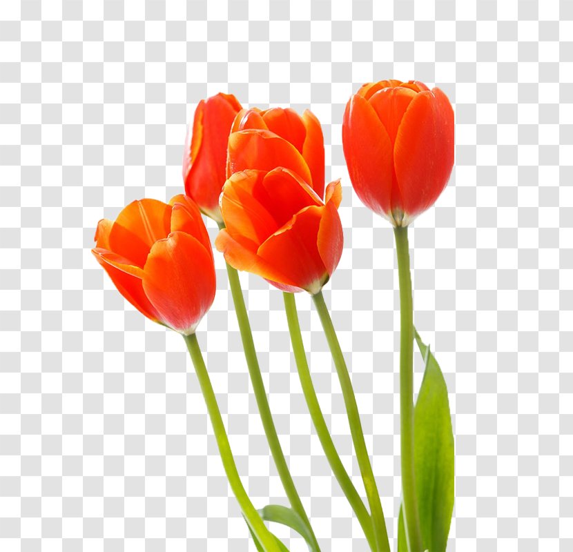 Tulip Red Cut Flowers - Designer - Bouquet Of Colorful Tulips Transparent PNG