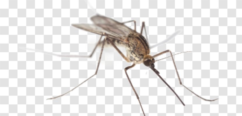 Mosquito Control Insect Zika Virus West Nile Fever Transparent PNG