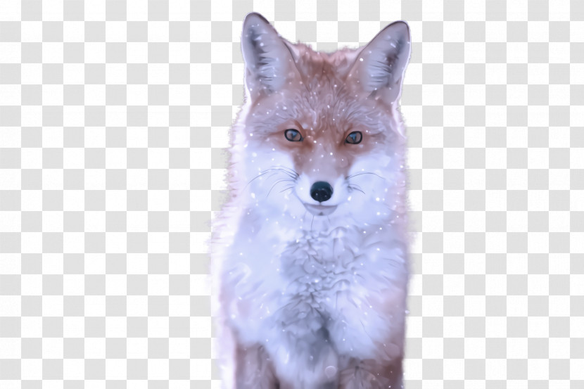 Fox Wildlife Swift Fox Coyote Red Fox Transparent PNG