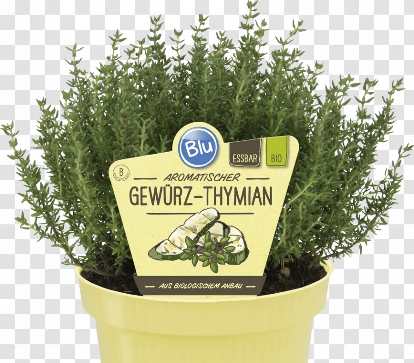 Herb Garden Thyme Basil Marjoram Rosemary - Grass - Paprika Transparent PNG