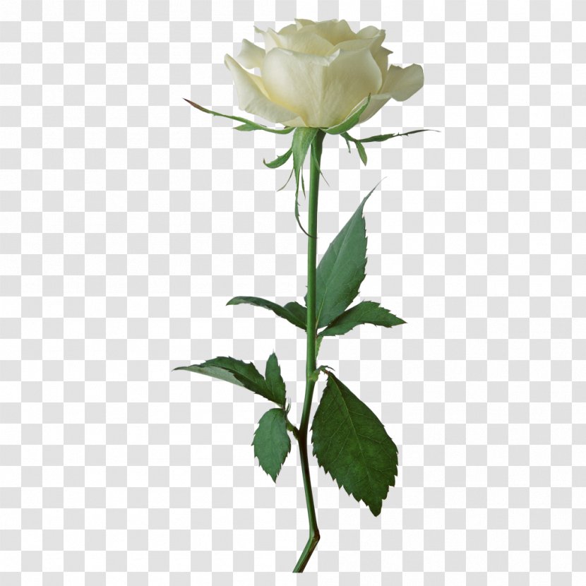 Rose White Flower Clip Art - Garden Roses Transparent PNG