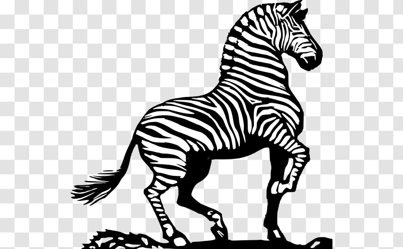 Zebra Horse Black And White Clip Art - Monochrome Transparent PNG