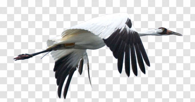 International Crane Foundation Bird Whooping Wattled Transparent PNG
