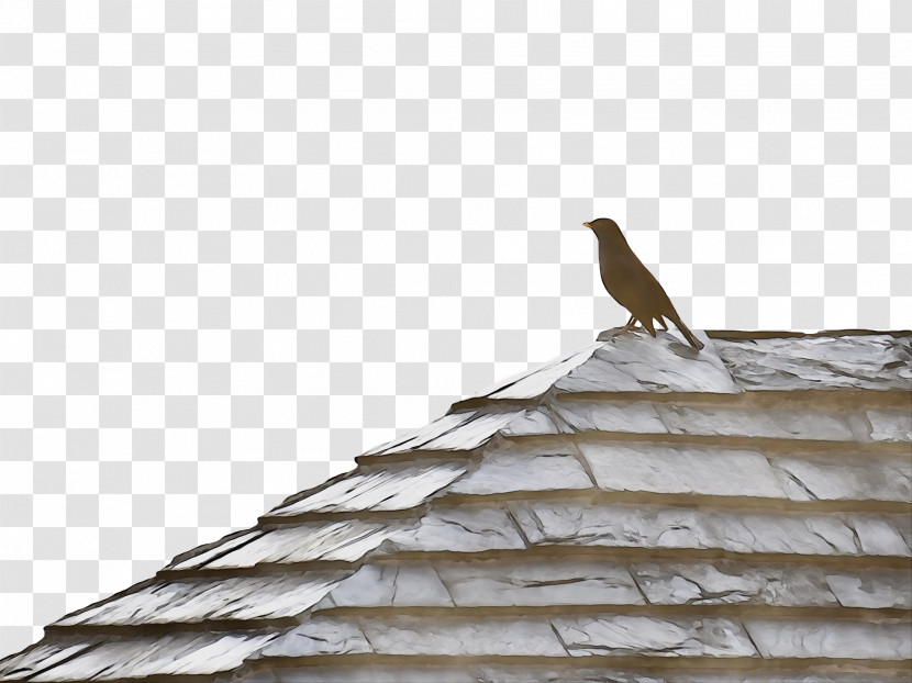 Beak Birds Bird Of Prey Roof Science Transparent PNG