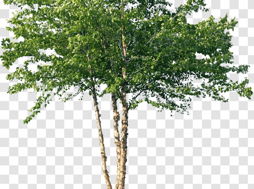 Tree River Birch Woody Plant Forest - Flowering - Russian Transparent PNG