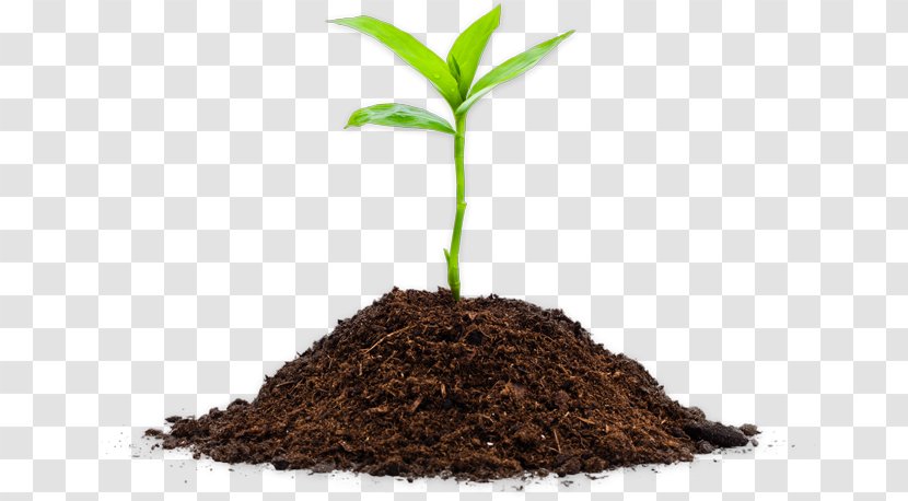 Seedling Germination Soil Cannabis Sativa - Planta Transparent PNG