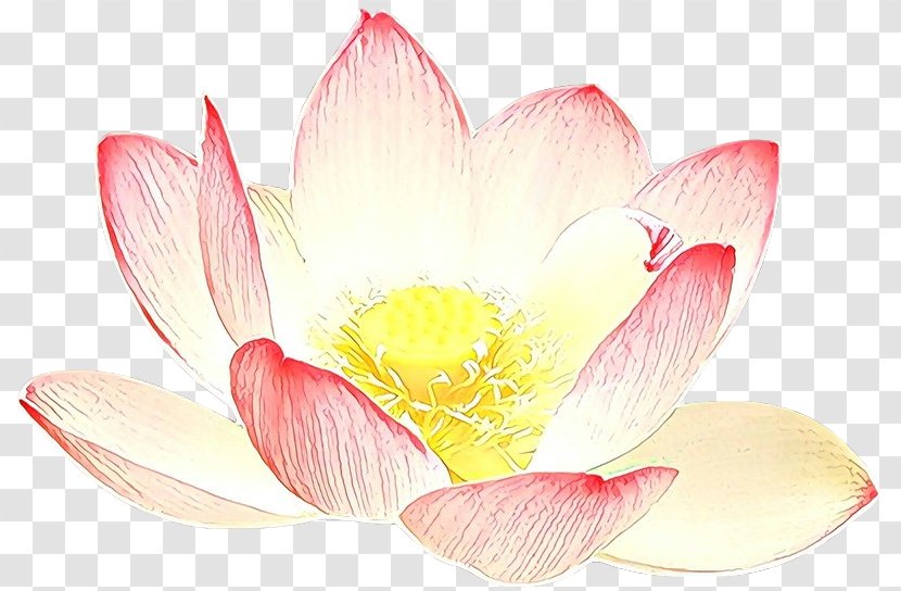 White Lily Flower - Yellow - Blossom Proteales Transparent PNG
