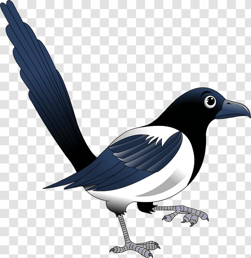 Bird Black Billed Magpie Beak Eurasian Magpie Magpie Transparent PNG