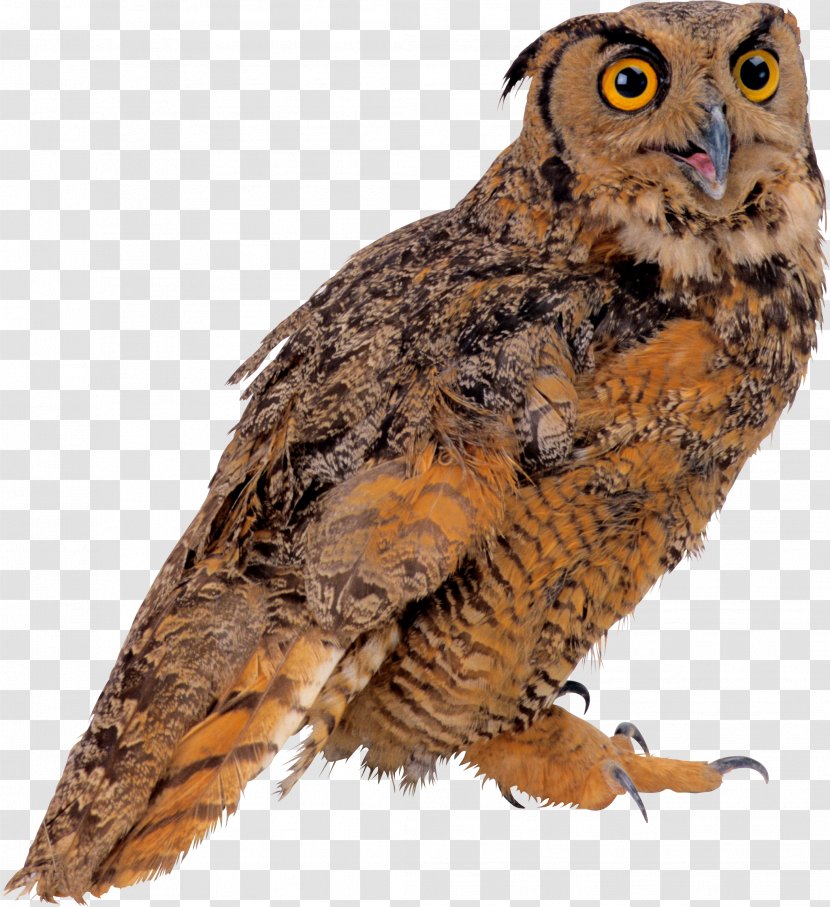 Sovunya Bird True Owl Clip Art - Nocturnality Transparent PNG