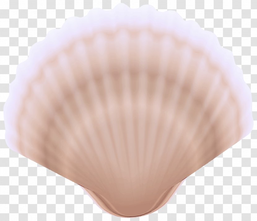 Bivalve Cockle Shell Clam Pink - Beige Shellfish Transparent PNG