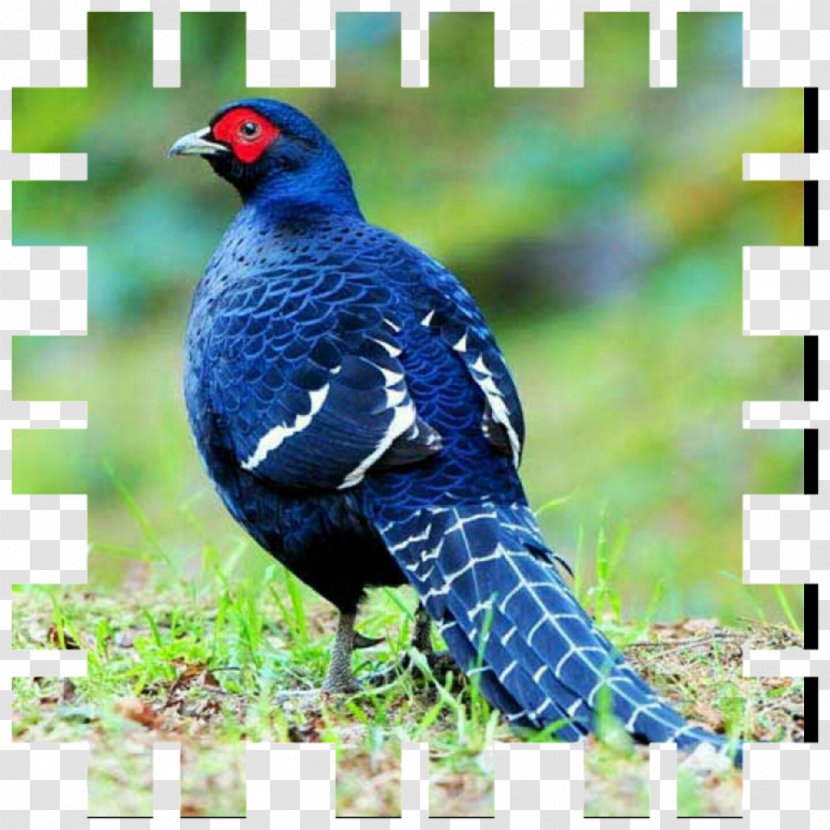 Bird Mikado Pheasant Ring-necked Partridge Transparent PNG