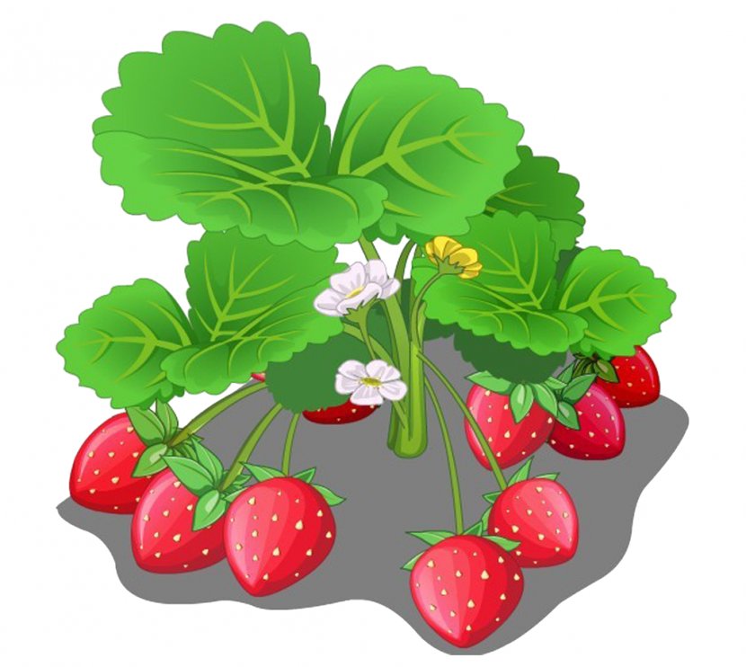 Strawberry Fruit Cartoon - Superfood Transparent PNG