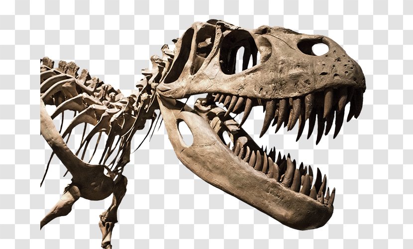 Field Station: Dinosaurs DENVER COLISEUM MINERAL FOSSIL GEM SHOW NY / NJ Mineral, Fossil, Gem & Jewelry Show - Bone - Fossil Transparent PNG