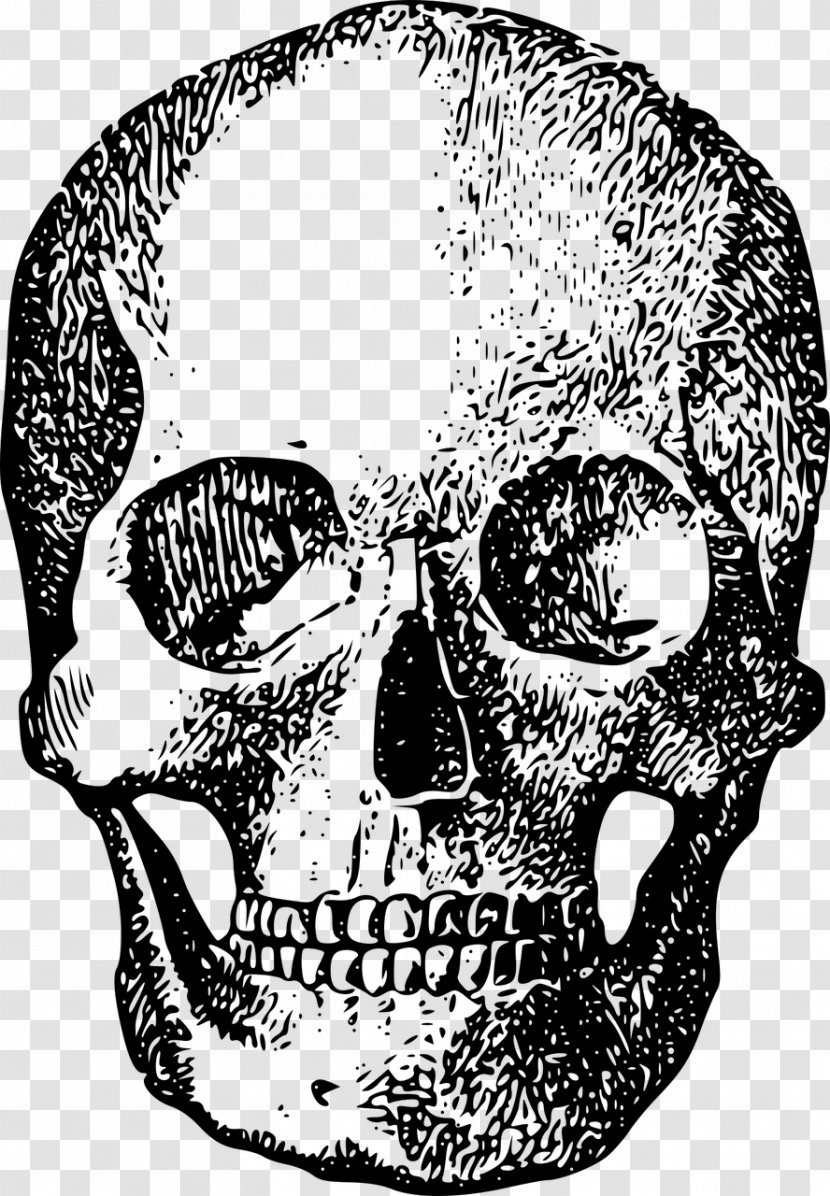 Skull Human Skeleton Bone Homo Sapiens - Silhouette Transparent PNG