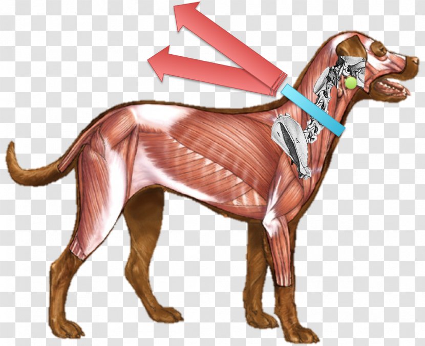Dog Anatomy Muscle Muscular System - Breed Transparent PNG