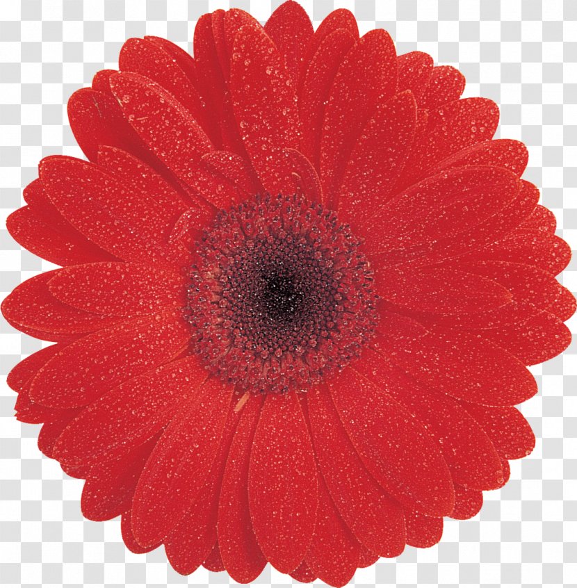 Maxwell Law Palm Beach County Paper Education Project - Flowering Plant - Gerbera Transparent PNG