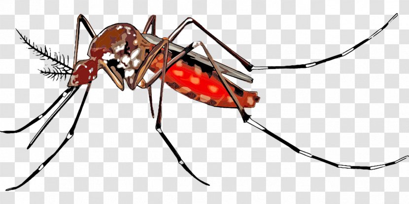 Yellow Fever Mosquito Aedes Albopictus Chikungunya Virus Infection Vector Wolbachia - Arthropod Transparent PNG