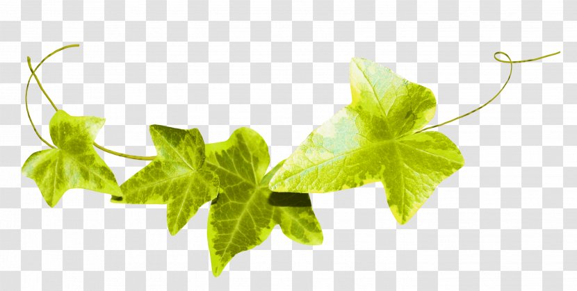 Leaf Fond Blanc Ivy Clip Art - Plant Stem - Green Leaves Transparent PNG