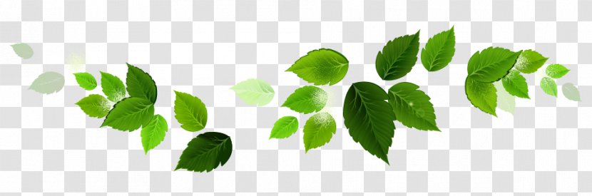 Green Leaf Plant Stem Font - Tree - Domestic Cleaning Transparent PNG