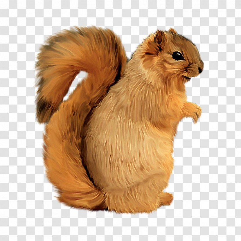 Squirrel PhotoScape Clip Art - Fur Transparent PNG
