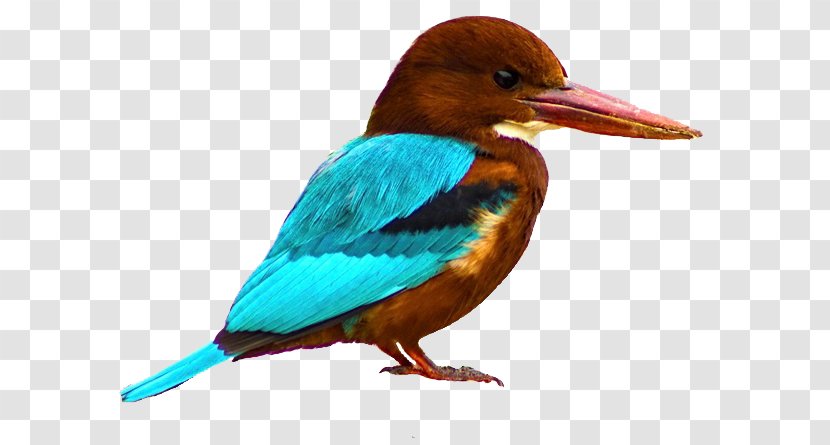 Bird White-mantled Kingfisher Glittering White-throated - Wiki Transparent PNG
