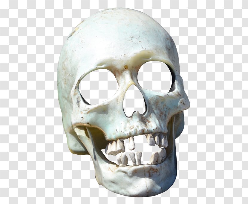 Skull - Skeleton - Jaw Transparent PNG