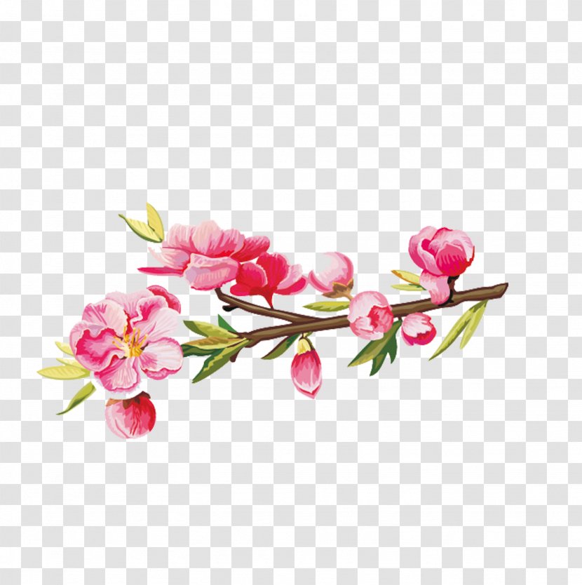 Flower Euclidean Vector - Cherry Blossom - Plum Transparent PNG