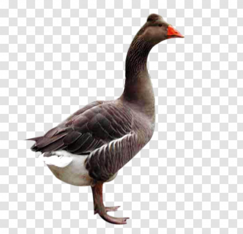 Domestic Goose Duck Bird - Beak - Black Transparent PNG
