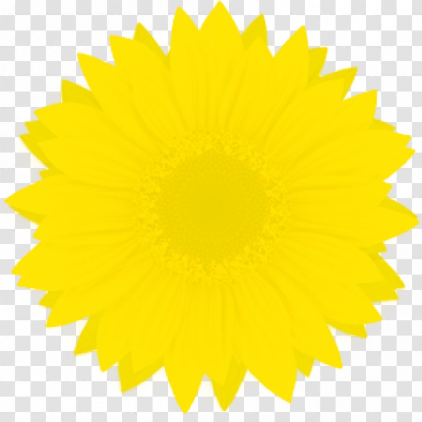 Yellow Starburst Clip Art - Sunflower - Environment-friendly Transparent PNG