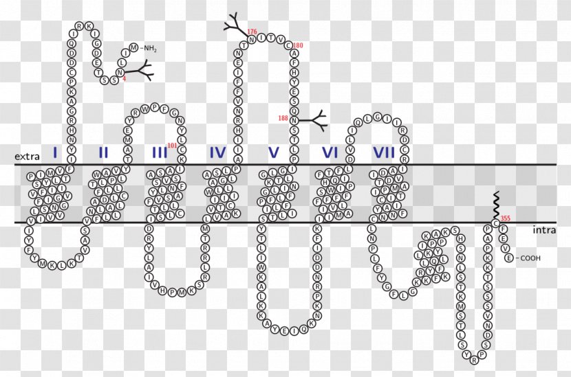 Membrane Protein Inkscape - Body Jewelry - Tiels Transparent PNG