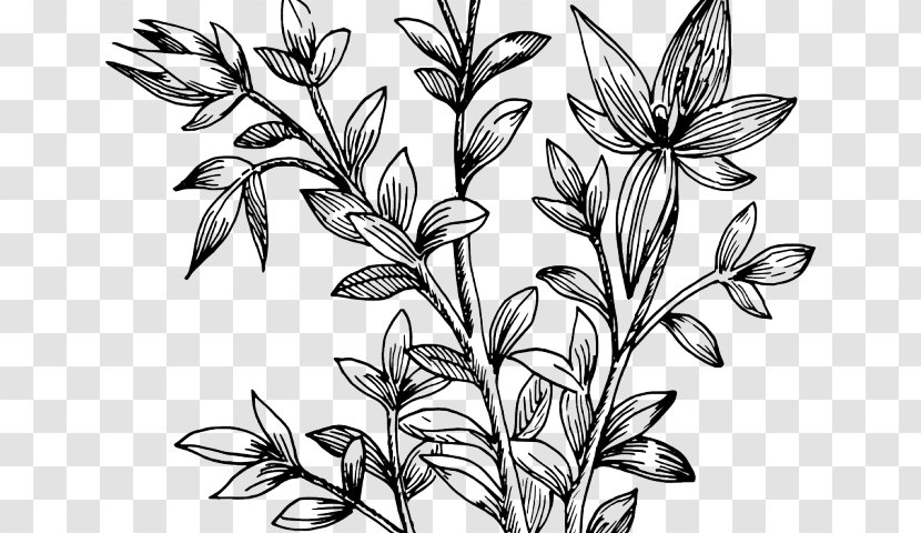 Flower Plant Leaf Pedicel Stem - Wildflower Herbaceous Transparent PNG