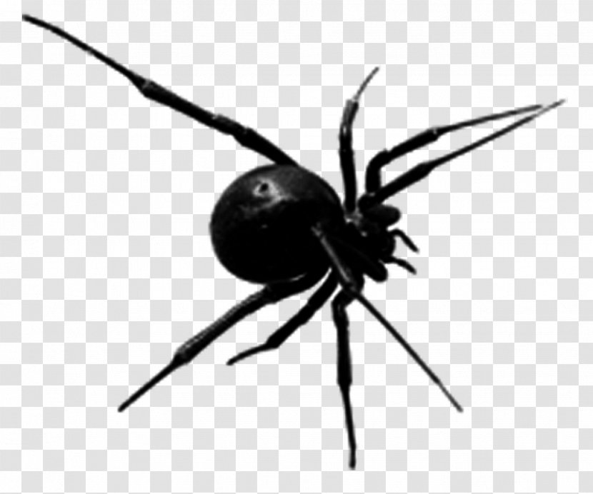 Drawing Cartoon Halloween - Evil Spider Transparent PNG