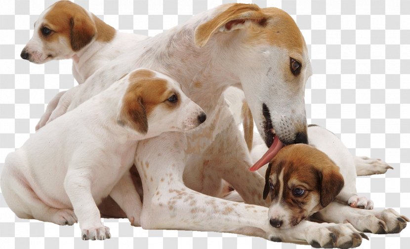English Foxhound Beagle American Jack Russell Terrier Lurcher - Hound - Puppy Transparent PNG