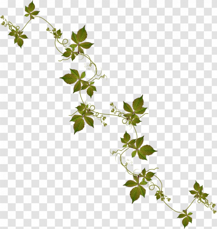 Clip Art - Herb - Ivy Transparent PNG
