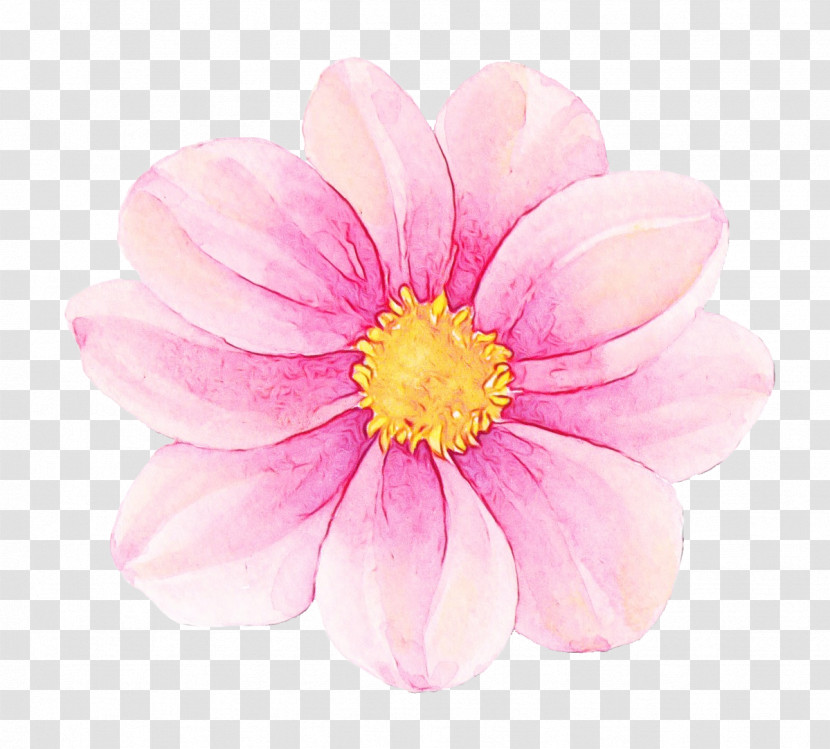 Petal Flower Pink Plant Daisy Family Transparent PNG