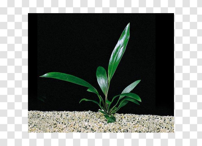 Anubias Barteri Var. Nana Gigantea Aquarium Aquarienpflanze Plant Transparent PNG