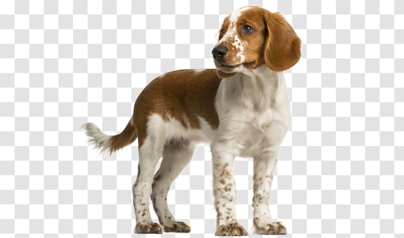 Welsh Springer Spaniel English Cocker Terrier Puppy - Royaltyfree Transparent PNG