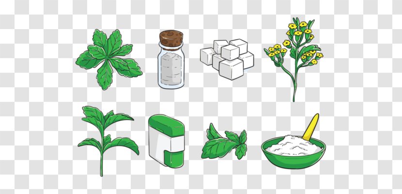 Stevia Drawing Clip Art - Organism - Herb Transparent PNG
