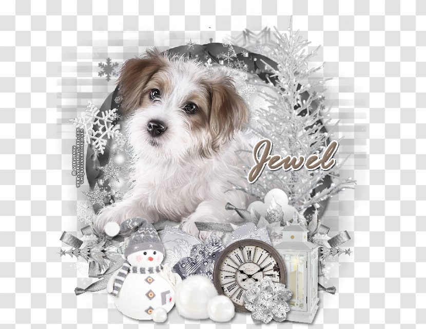 Morkie Schnoodle Cavachon Havanese Dog Lhasa Apso - Breed - Winter Tutorial Transparent PNG