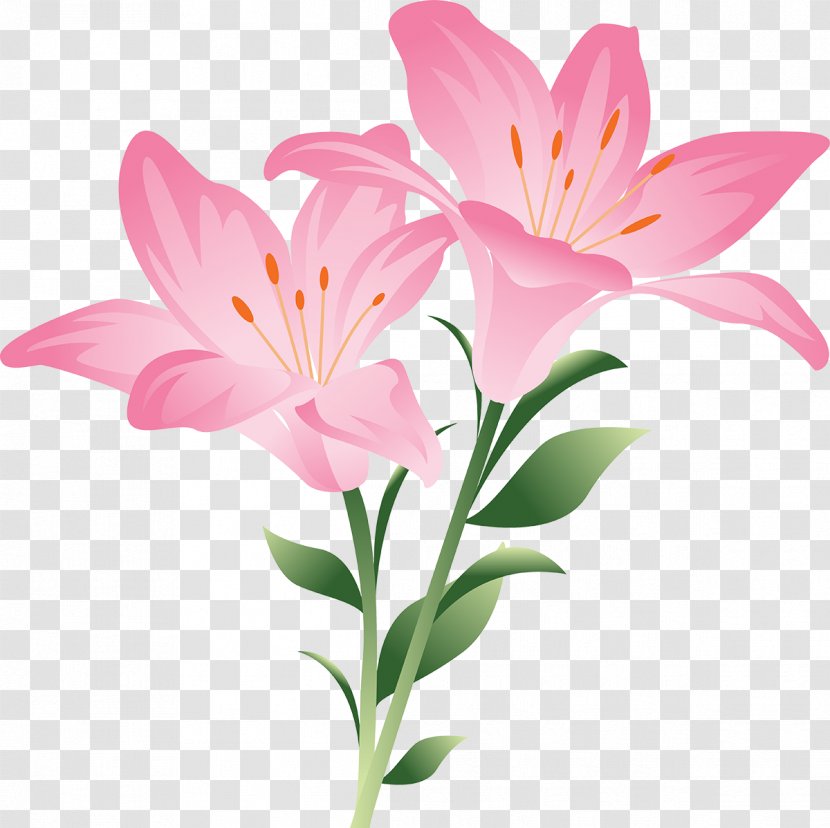 Pink Flowers Lilium 'Stargazer' Bulbiferum Clip Art - Flowering Plant - Jasmin Flower Transparent PNG