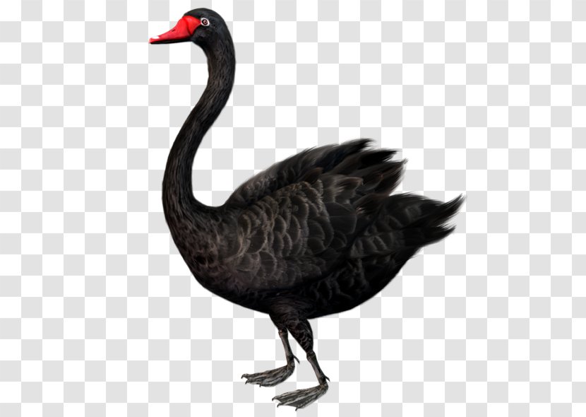 The Black Swan: Impact Of Highly Improbable Swan Theory Clip Art - Water Bird - Duck Transparent PNG