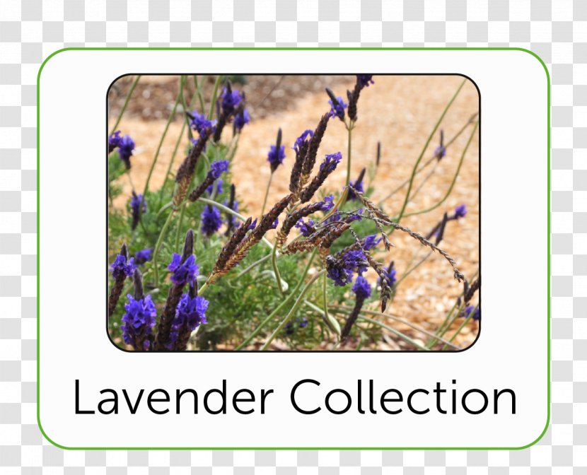 English Lavender Bluebonnet Wildflower - Violet - Botanic Garden Transparent PNG