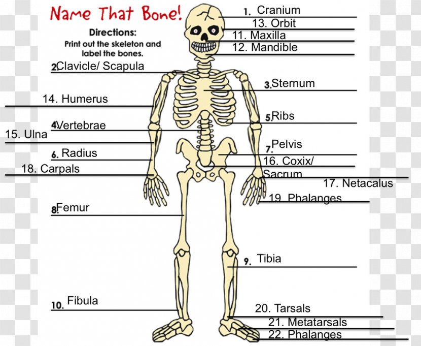 Human Skeleton Homo Sapiens Bone Hydrostatic - Tree Transparent PNG